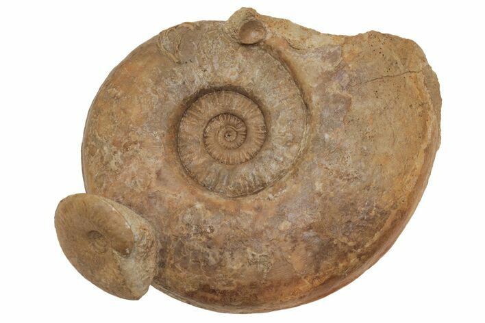 Two Jurassic Ammonite Fossils - Dorset, England #216645